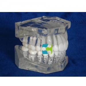 “康為醫療”標準水晶牙列模型(無頜架)